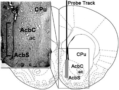 Altered Sexual Behavior in Dopamine Transporter (DAT) Knockout Male Rats: A Behavioral, Neurochemical and Intracerebral Microdialysis Study